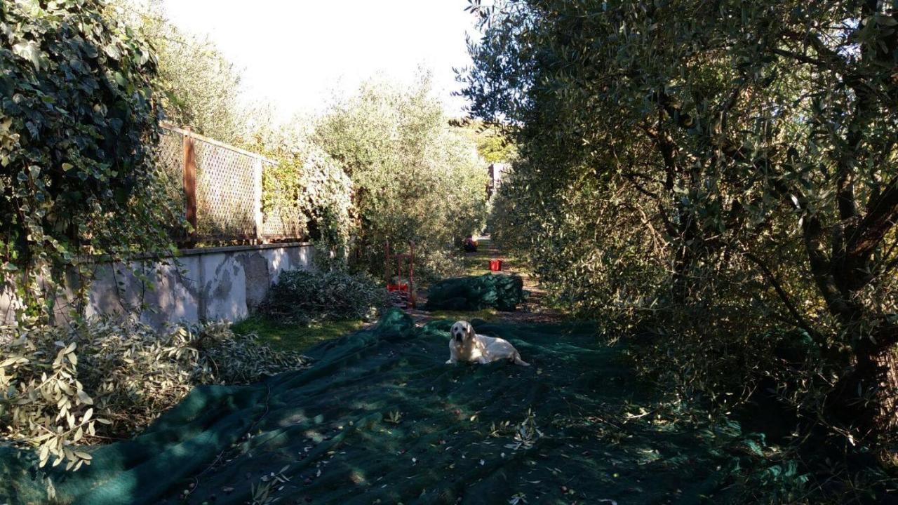 B&B La Grola San Martino Buon Albergo Exterior foto